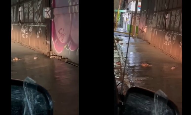Denuncian vecinos de Ecatepec plaga de ratas en avenida Ávila Camacho