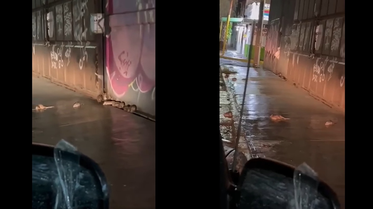 Denuncian vecinos de Ecatepec plaga de ratas en avenida Ávila Camacho ...