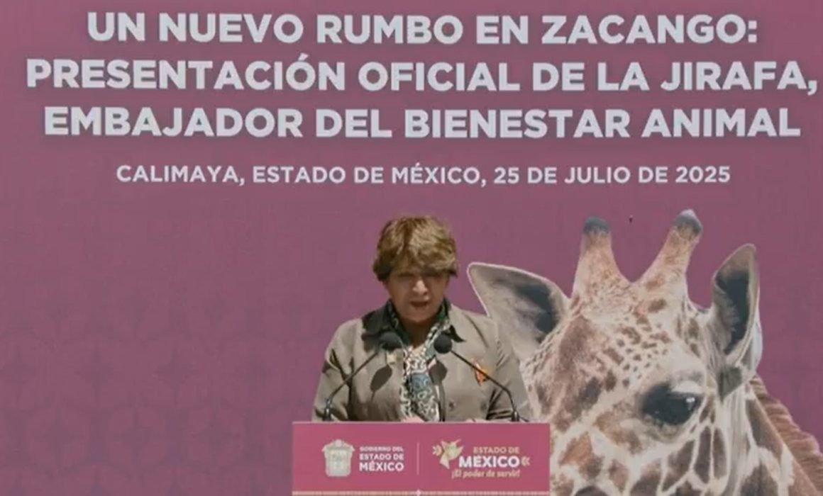 Presentan a nuevo ejemplar de jirafa en el Zoológico de Zacango