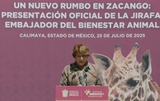 Presentan a nuevo ejemplar de jirafa en el Zoológico de Zacango