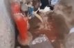 Santeros utilizan a animales para sus rituales