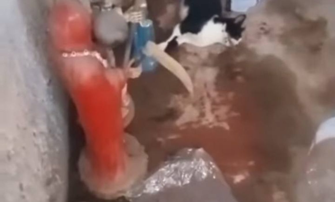 Santeros utilizan a animales para sus rituales
