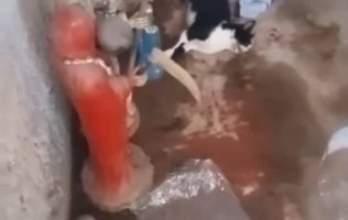 Santeros utilizan a animales para sus rituales