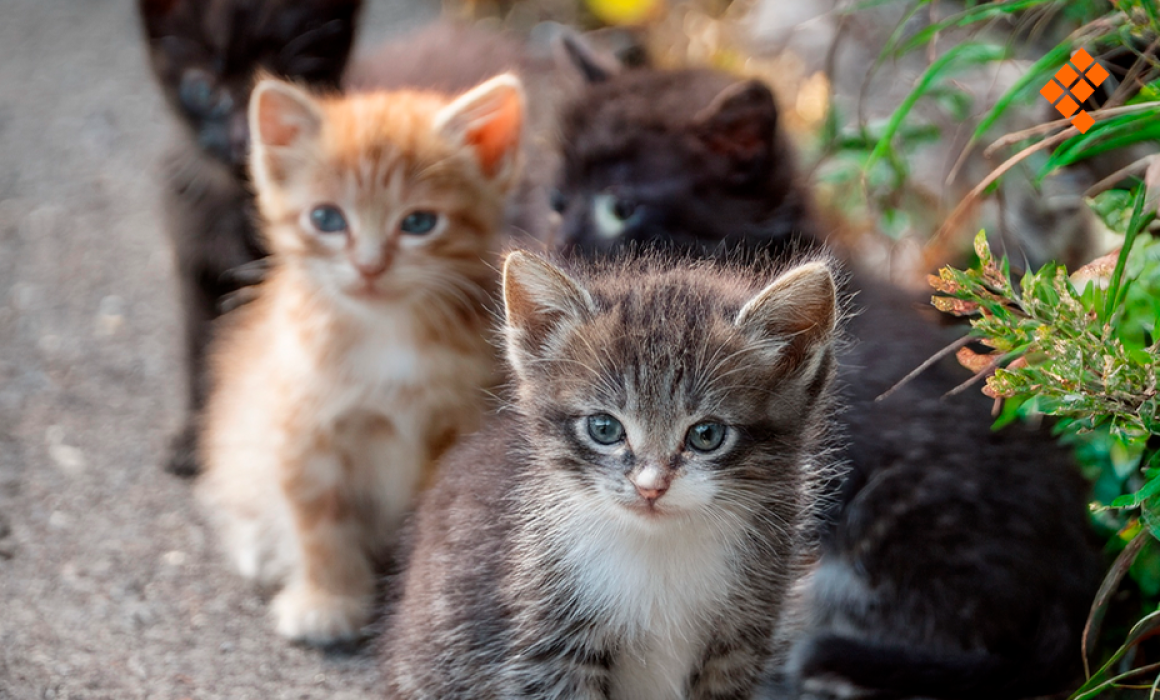 Abandonan gatos al interior de auto en Tecámac