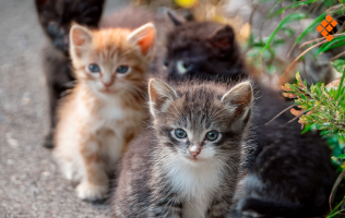 Abandonan gatos al interior de auto en Tecámac