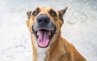 Esterización de perros y gatos