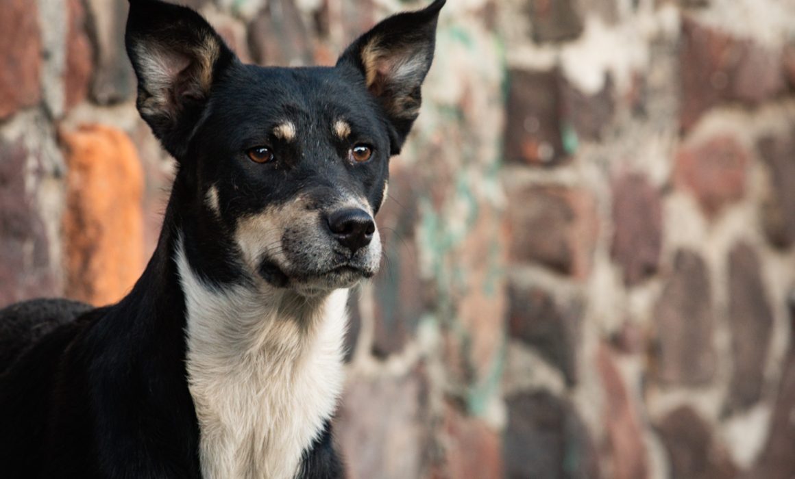 Busca Delfina Gómez castigar con 12 años de cárcel a mata perros