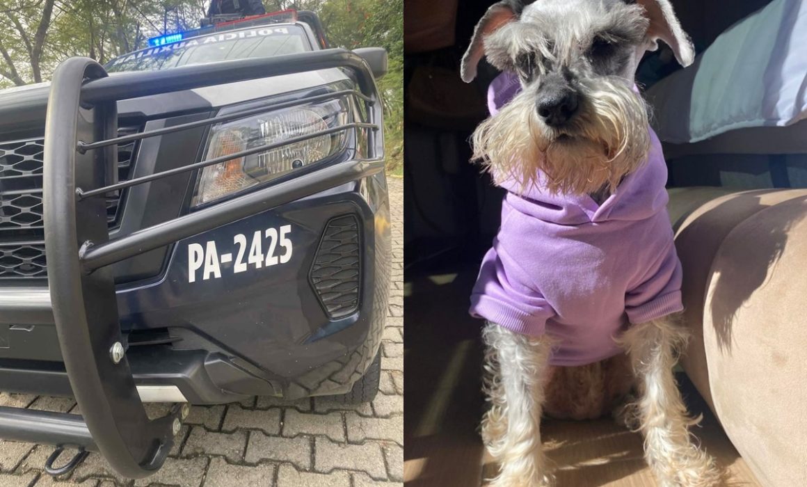 Arrolla patrulla de la SSEM a lomito en Coatepec