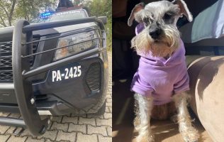 Arrolla patrulla de la SSEM a lomito en Coatepec