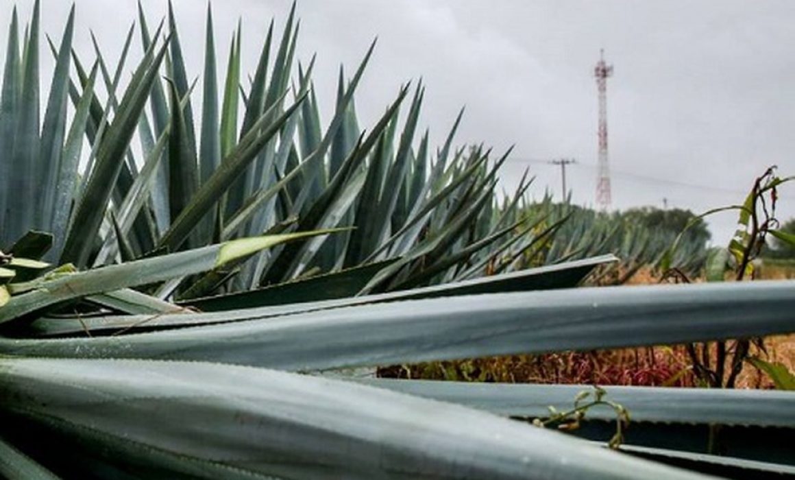 Denuncian en Tequixquiac robo de magueyes