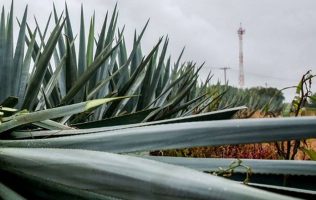 Denuncian en Tequixquiac robo de magueyes