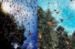 Huye mariposa monarca de Estado de México por falta de hogar