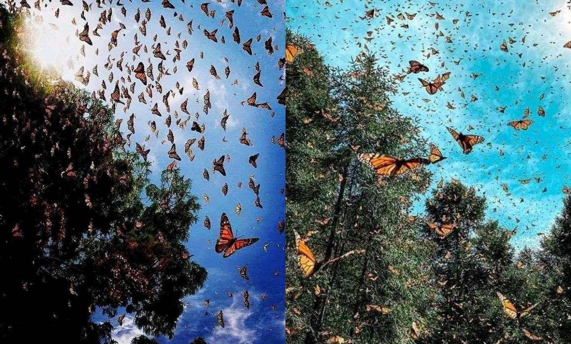 Huye mariposa monarca de Estado de México por falta de hogar