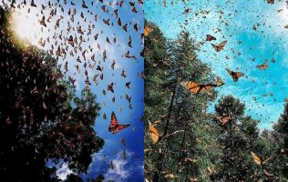 Huye mariposa monarca de Estado de México por falta de hogar