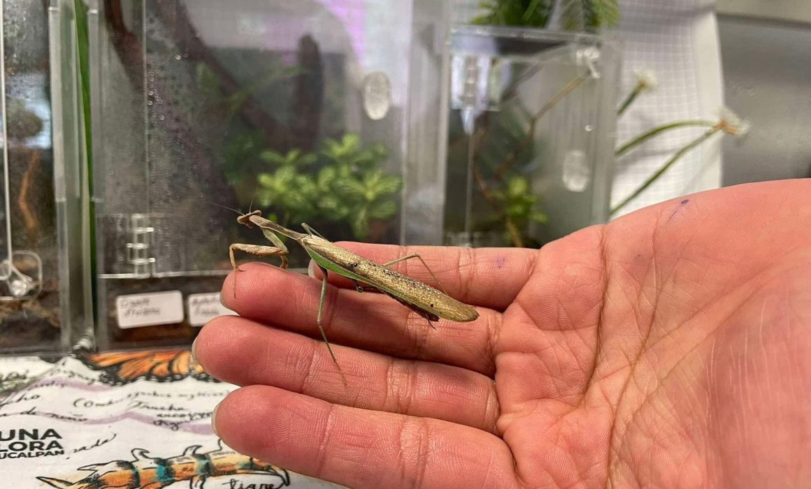 Impulsan criadero de mantis en CCH Naucalpan