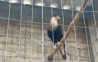 Intervienen criadero ilegal y rescatan aves en Atizapán de Zaragoza
