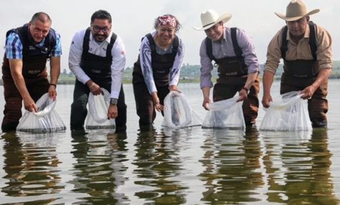 Lleva Edomex acuacultura a nuevo nivel con 558 mil crías en Jilotepec