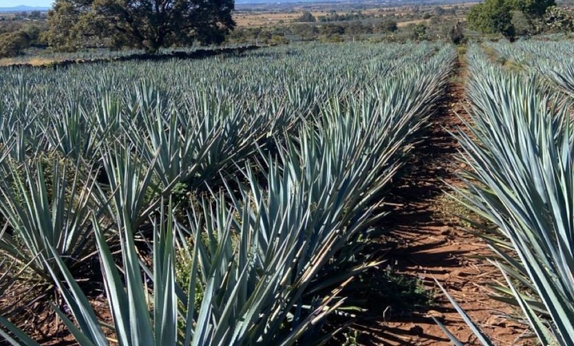 Impulsan gastronomía local con festival Entre Brasas y Maguey