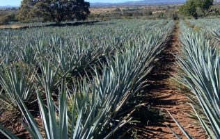 Impulsan gastronomía local con festival Entre Brasas y Maguey