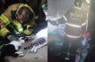 Mueren cinco gatos en incendio de Ecatepec