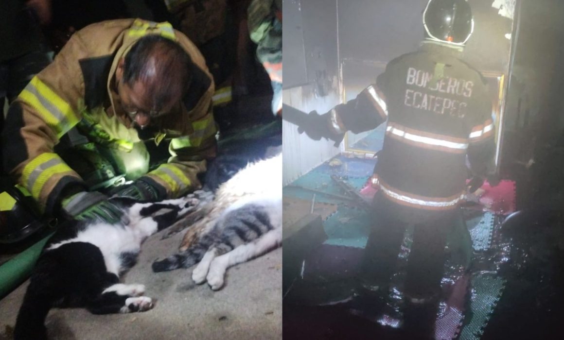Mueren cinco gatos en incendio de Ecatepec