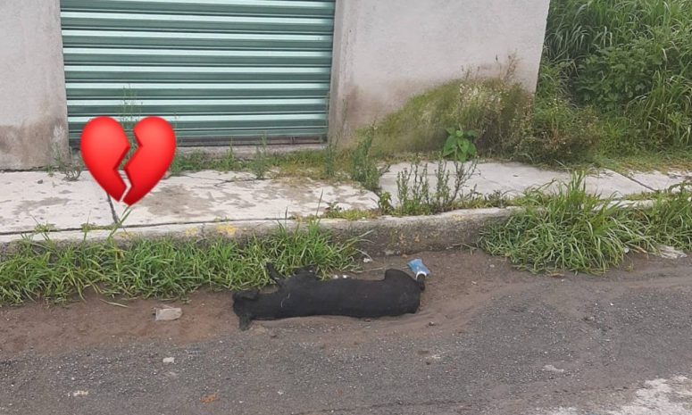 Mueren dos perros por indiferencia humana en Tequixquiac
