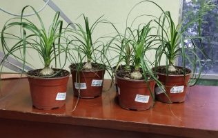 Realizan decomiso de planta protegida en vivero de Tlalnepantla