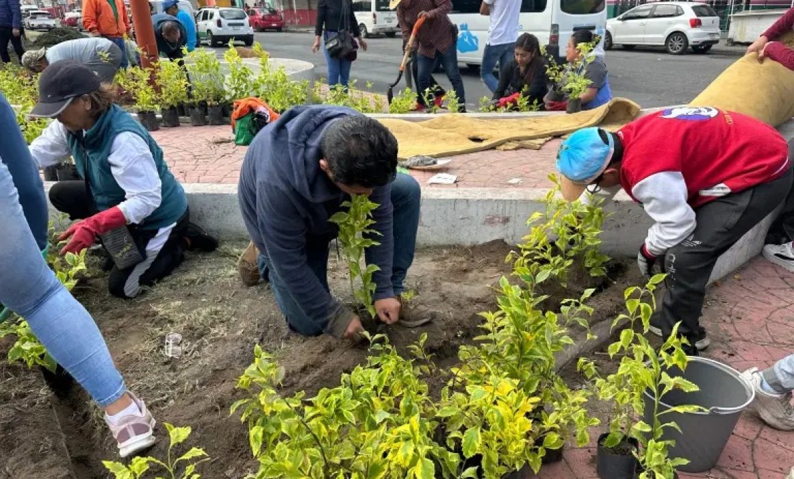 Reforestan 1.5 km de camellón en Los Reyes La Paz con mil nuevas plantas