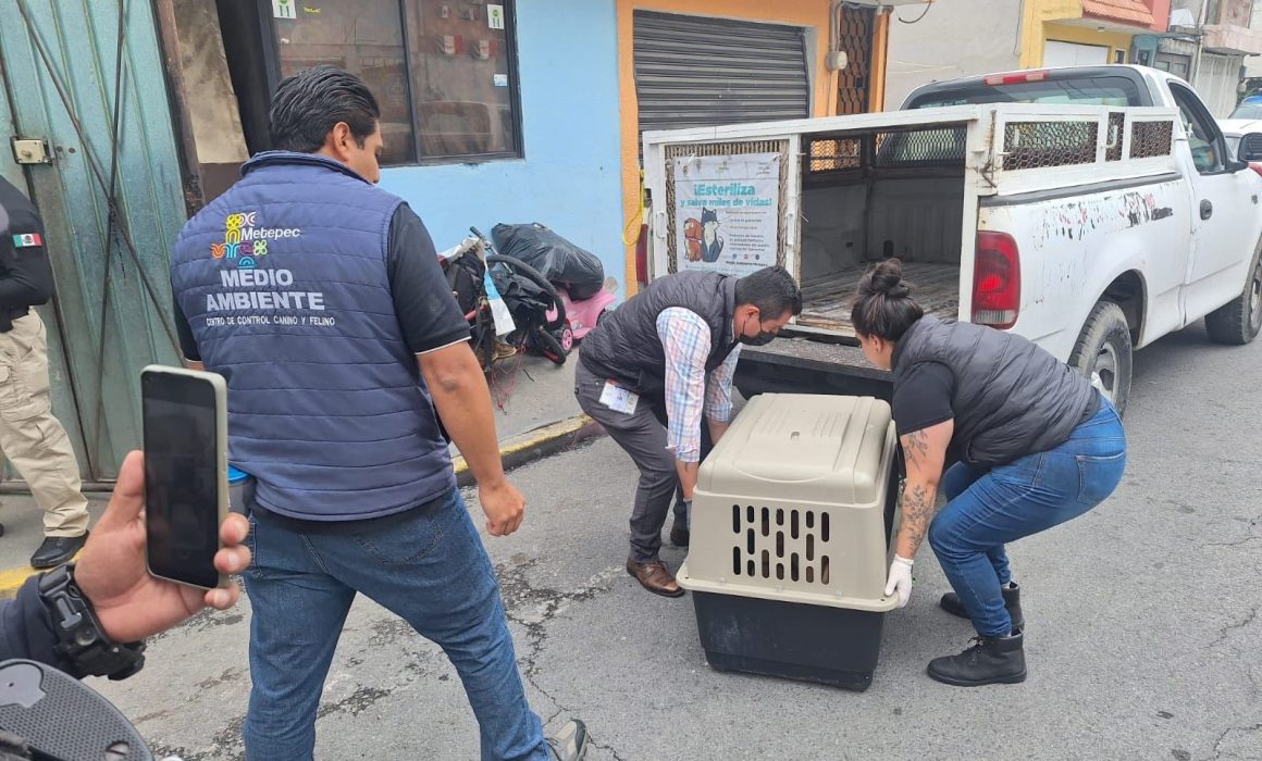 Rescatan a 36 perros que eran violentados en Metepec