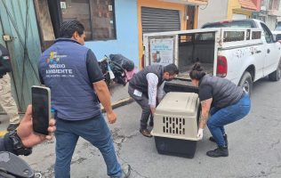 Rescatan a 36 perros que eran violentados en Metepec