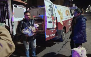 Rescatan en Ixtapaluca a dos perros tras difundirse caso de maltrato