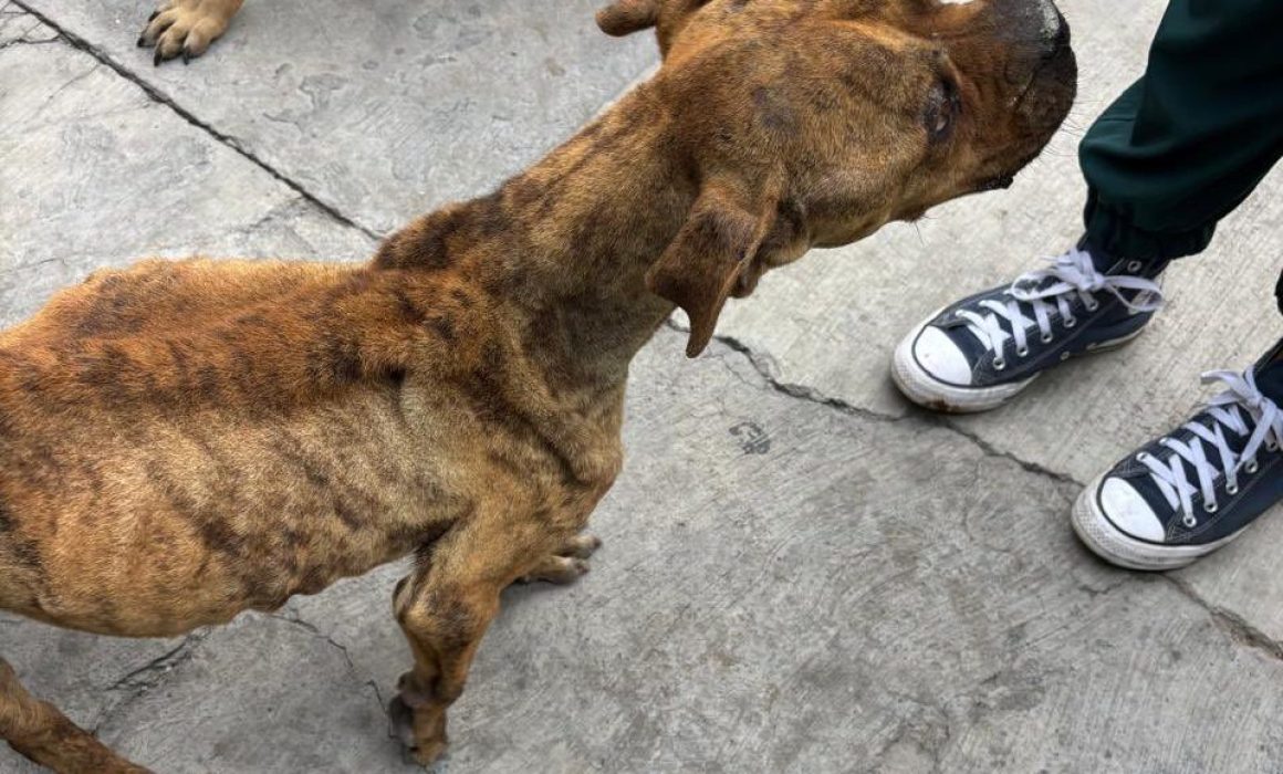 Rescatan perrita maltratada en Chimalhuacán