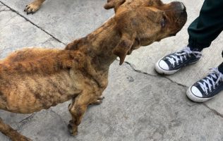 Rescatan perrita maltratada en Chimalhuacán
