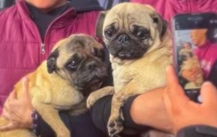Resguardan a pugs tras operativo en Naucalpan
