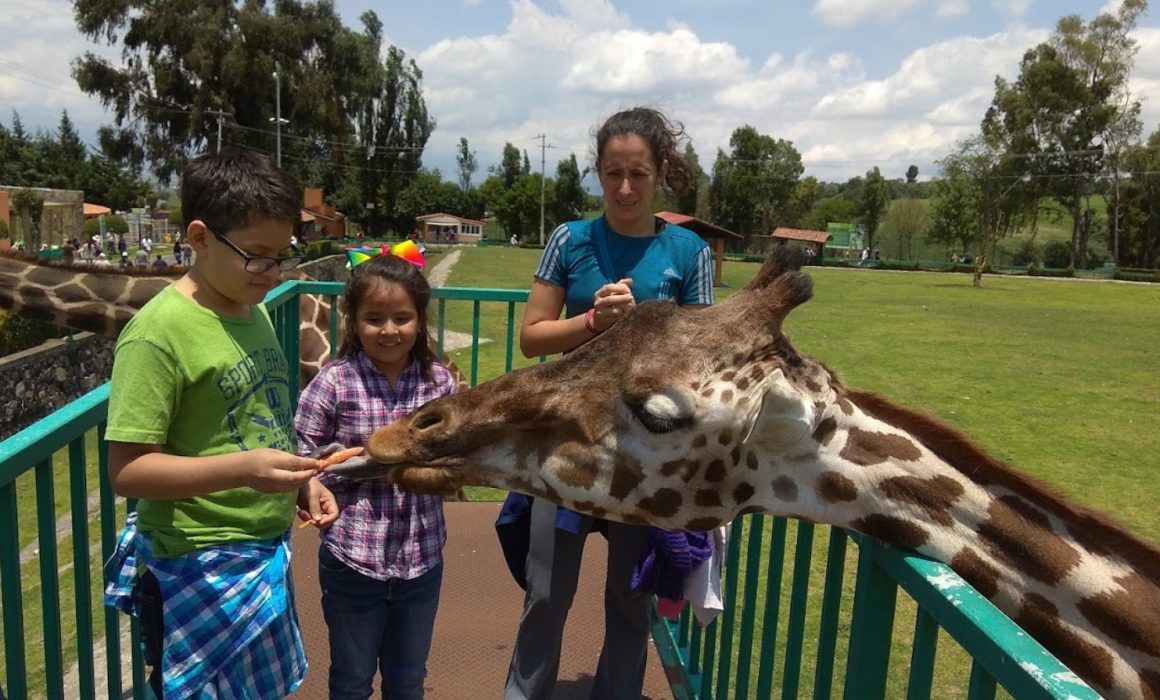 Lanzan promoción de verano en zoológico de Zacango