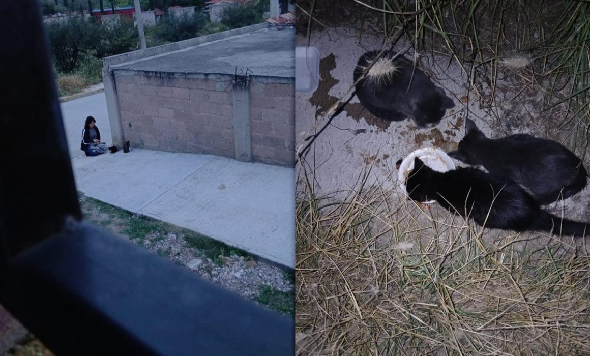 Abandona mujer en Tequixquiac a 3 gatos