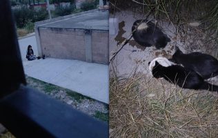 Abandona mujer en Tequixquiac a 3 gatos