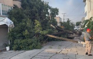 Cae gigantesco árbol en Ecatepec y daña a viviendas