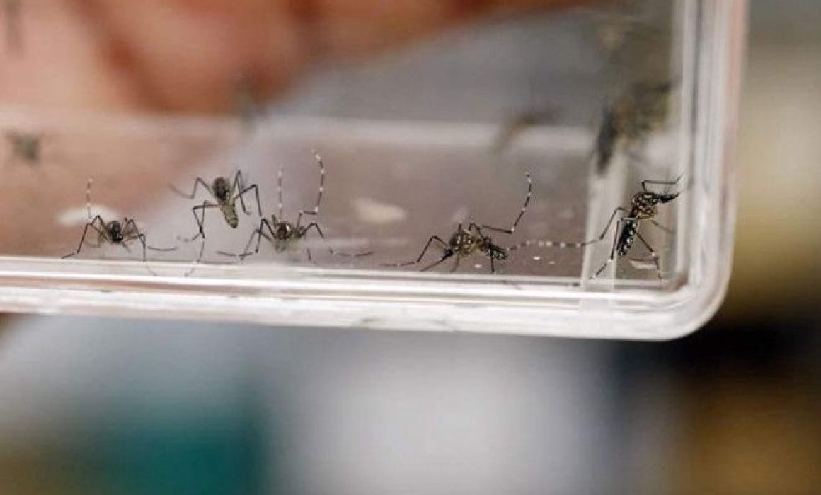 Celebra reducción histórica del dengue en Edomex gracias a prevención del dengue