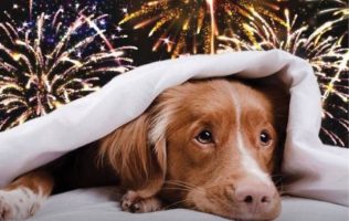 Pone pirotecnia en riesgo la salud de los perros