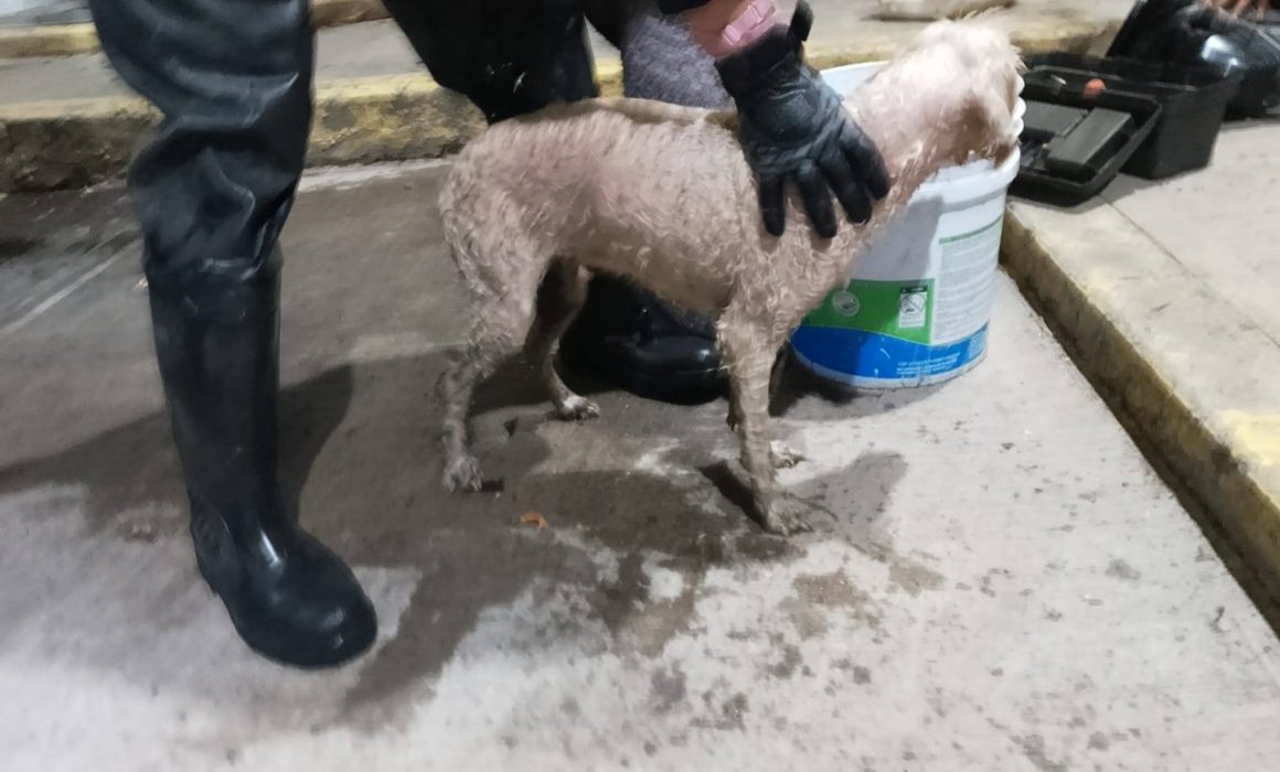 Ponen a salvo a perrita que cayó a canal en Ecatepec
