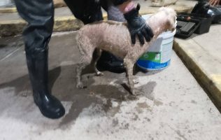Ponen a salvo a perrita que cayó a canal en Ecatepec