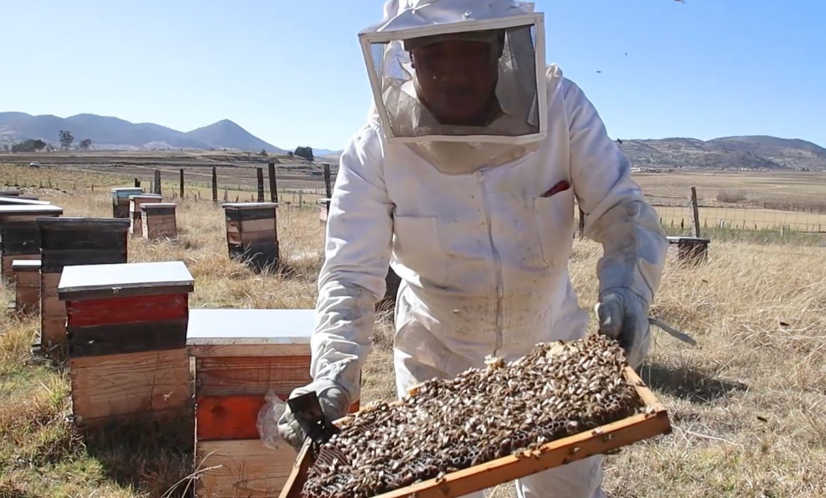 Proponen en el Congreso reforzar el cuidado de las abejas y apicultura