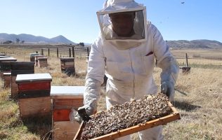 Proponen en el Congreso reforzar el cuidado de las abejas y apicultura