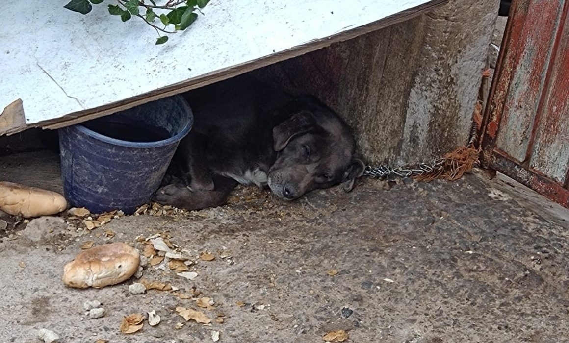 Salvan a perrito en Chimalhuacán tras cruel abandono en la calle