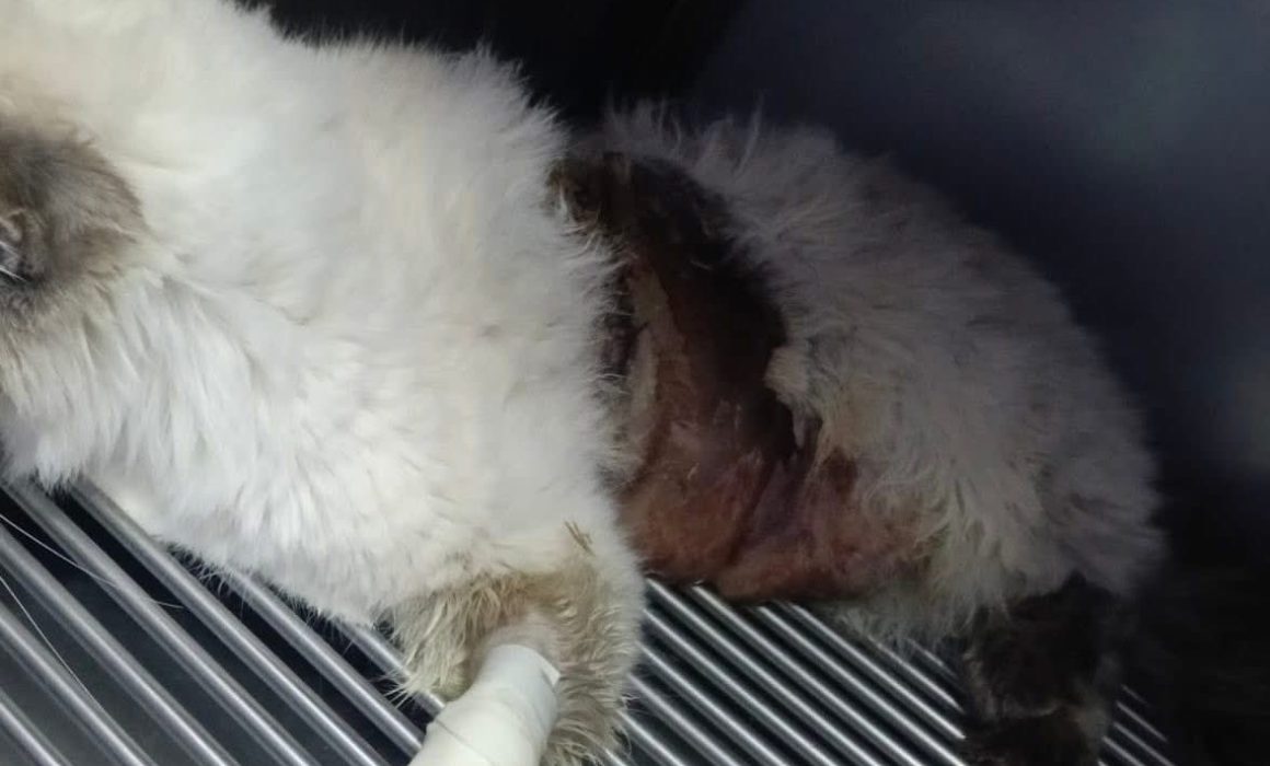 Acusan a veterinaria de Huehuetoca de dejar morir animales en tratamiento