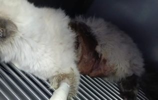 Acusan a veterinaria de Huehuetoca de dejar morir animales en tratamiento