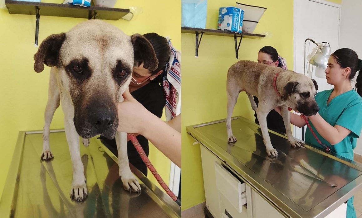 Atropellan a 3 perritos en Toluca; 2 de ellos murieron al instante