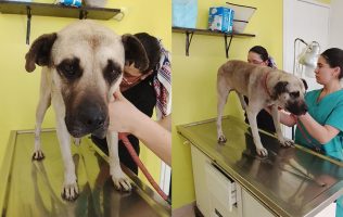 Atropellan a 3 perritos en Toluca; 2 de ellos murieron al instante