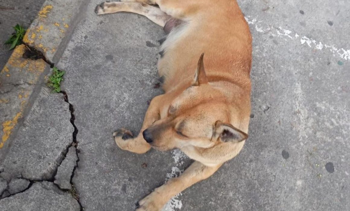 Denuncian a Galerías Toluca por presunto maltrato a perrita embarazada